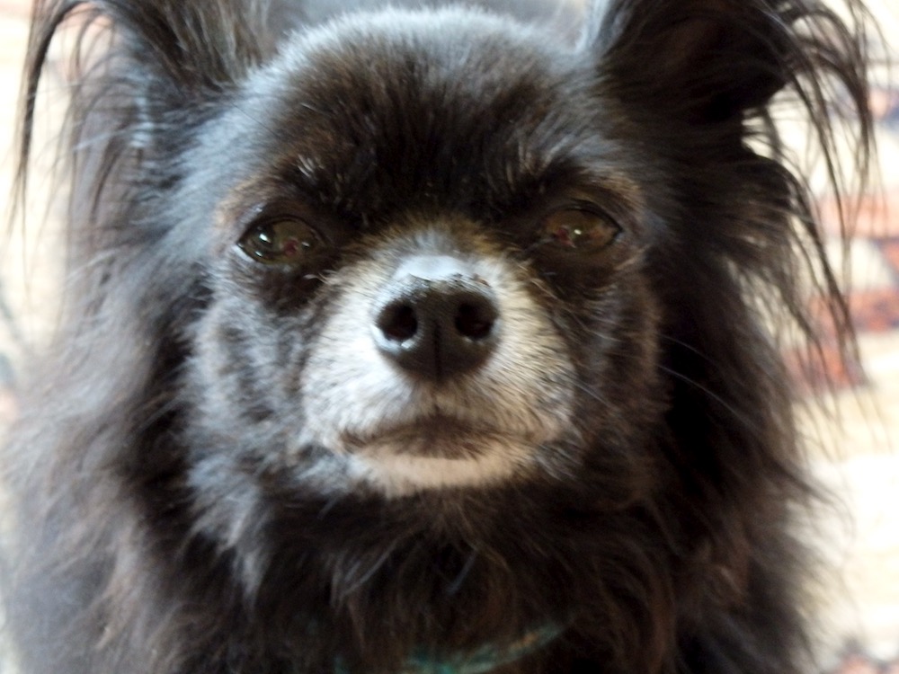 Long haired Chihuahua closeup